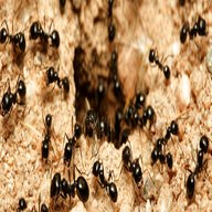 ant habitat for sale