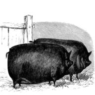 suffolk pig for sale