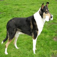 smooth collie for sale