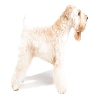soft coated wheaten terrier for sale