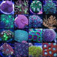 soft coral frags for sale