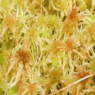 sphagnum moss for sale