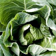spring cabbage plants for sale