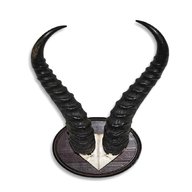 springbok horns for sale