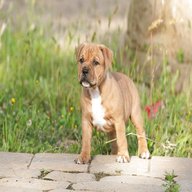 staffordshire bull puppies for sale