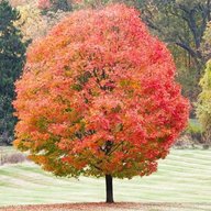 maple tree for sale