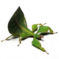 leaf insect for sale