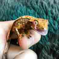 crested gecko for sale