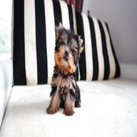 teacup yorkshire terrier for sale