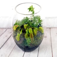 terrarium plants for sale