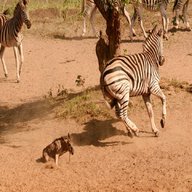 zebra hide for sale