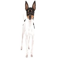 toy fox terrier for sale