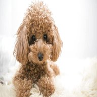 toy poodle dog for sale