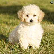 bichon poodle puppies for sale