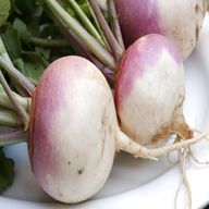 turnip for sale