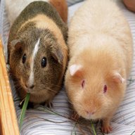 guinea pigs for sale