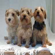 lucas terrier for sale