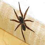 wolf spider for sale