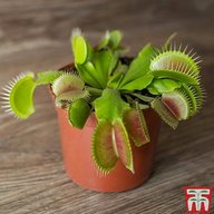 fly catcher plant for sale