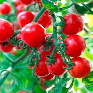 tomato plants for sale