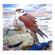 falcon china for sale