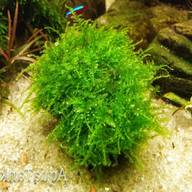 moss for sale