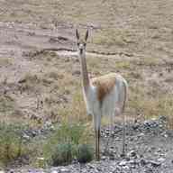 vicuna for sale
