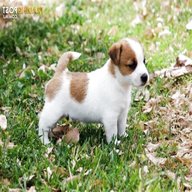 jack russell pups for sale