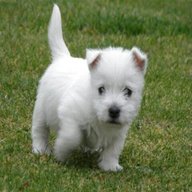 west highland puppies for sale