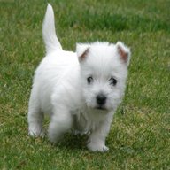 white terrier puppies for sale