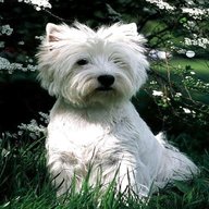 westie white terrier for sale