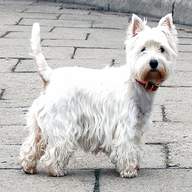 west terrier for sale