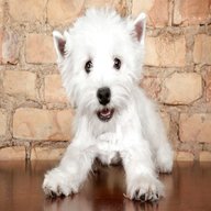 white westie puppy for sale