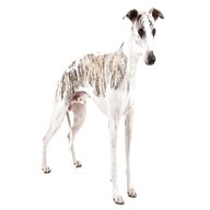 whippet for sale