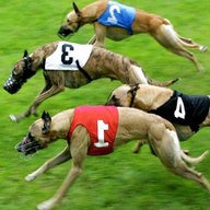 whippet racing for sale
