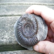 whitby fossil for sale