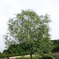 white willow tree for sale