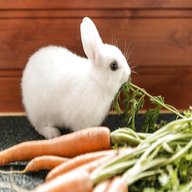 rabbit food for sale