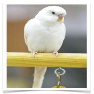 white budgie for sale