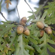 oak acorns for sale