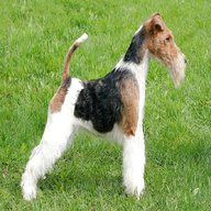 wire fox terrier for sale