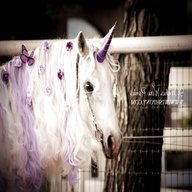 purple browband for sale