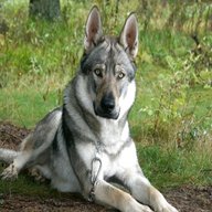 german shepherd wolf for sale