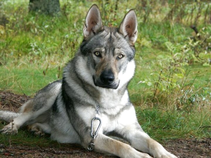 German Shepherd Wolf for sale in UK | 59 used German Shepherd Wolfs