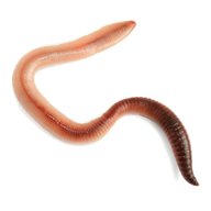 worms for sale