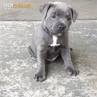 staffy pups for sale