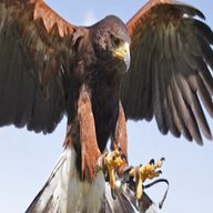 birds prey falconry for sale