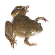 xenopus frogs for sale
