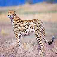 cheetah for sale