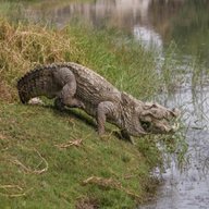 crocodile for sale